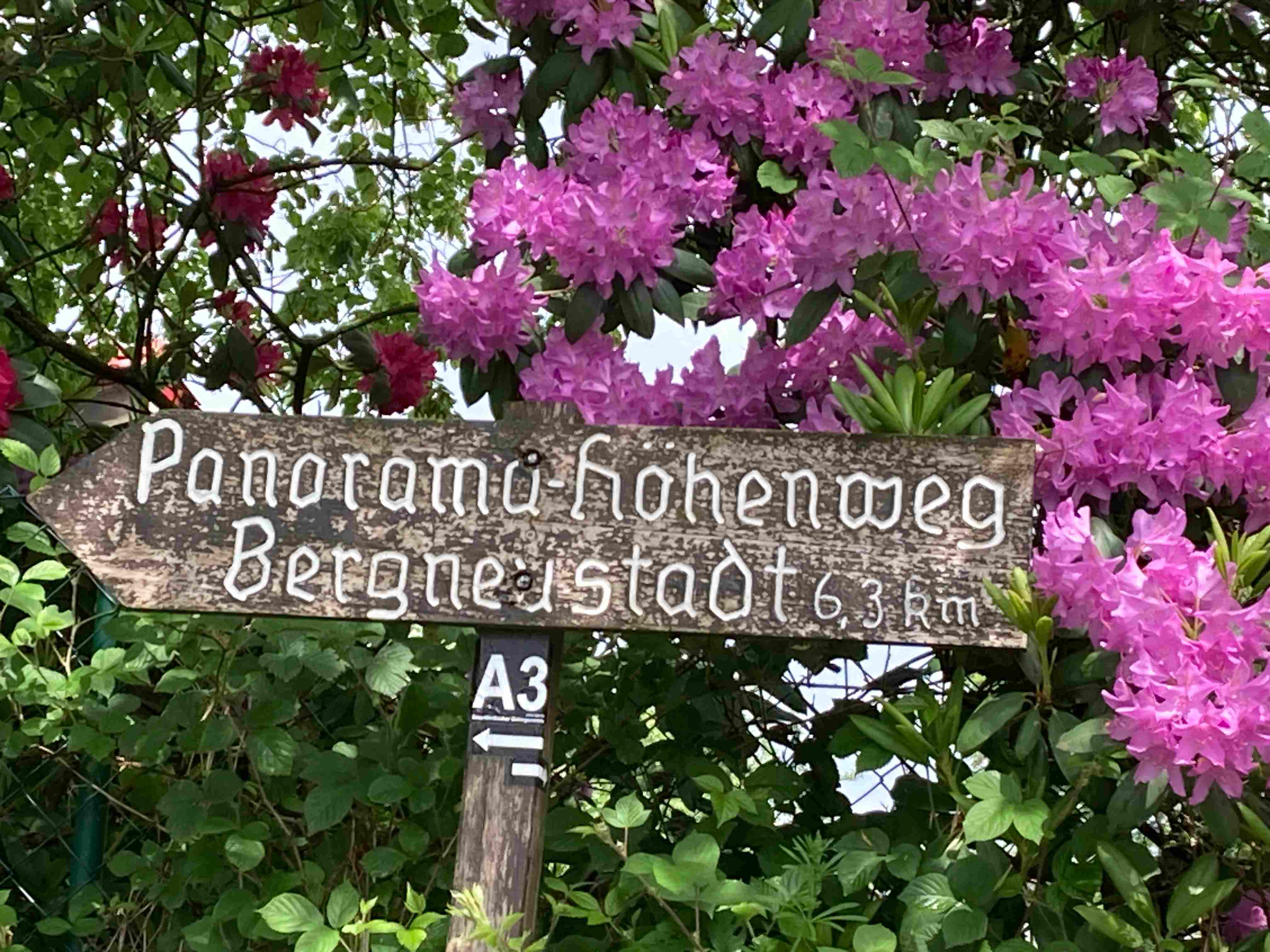 Ein Bild, das Baum, drauen, Text, Schild enthlt.

Automatisch generierte Beschreibung